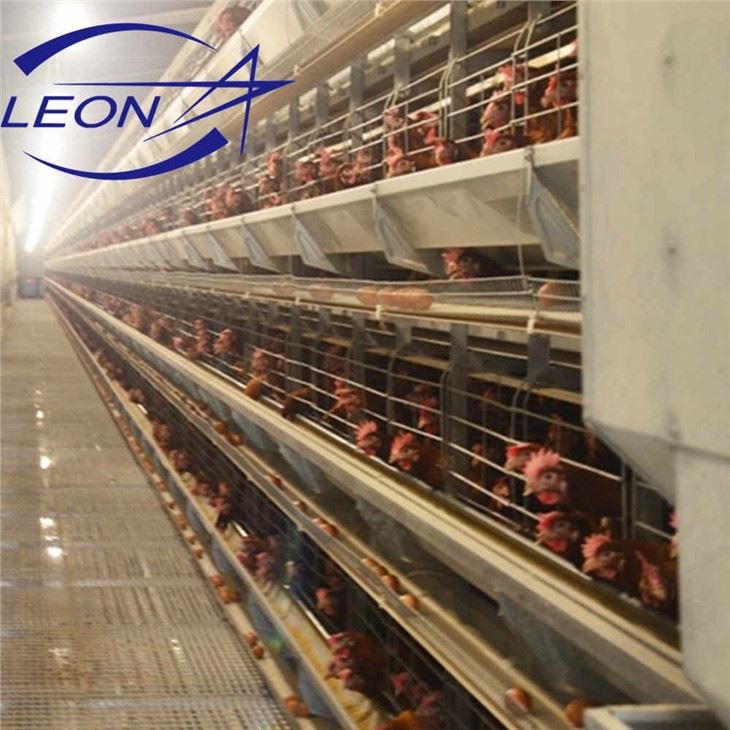 Automatic Feeding Line And Drinking Line in Cage Automatic Feeding Line And Drinking Line in Cage