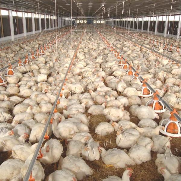 broiler floor raising broiler floor raising