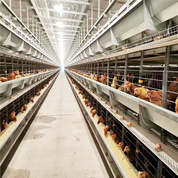 Chicken layer cage