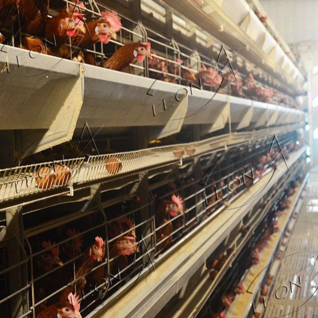 Poultry Housing And Equipment