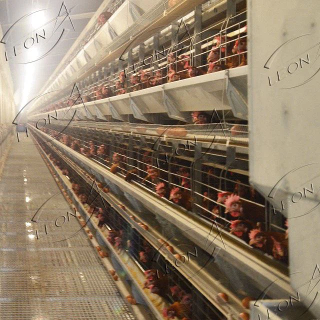 Poultry Housing And Equipment