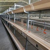 4 нива H тип клетка за пилета бройлери